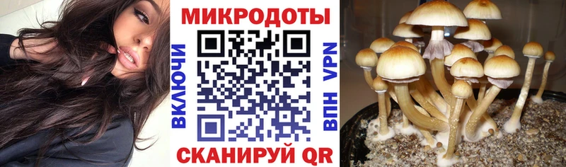 Псилоцибиновые грибы Psilocybe Светлый